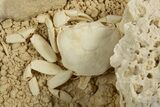 Fossil Crab (Potamon) Preserved in Travertine - Turkey #315133-2